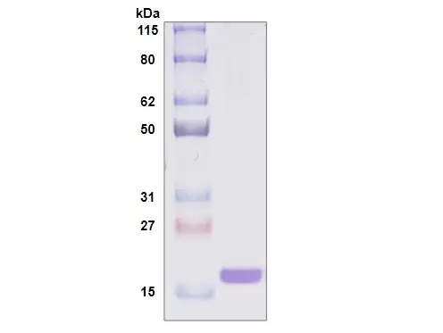 [MC05-025] Recombinant Human Galectin 7, His Tag -25 ug