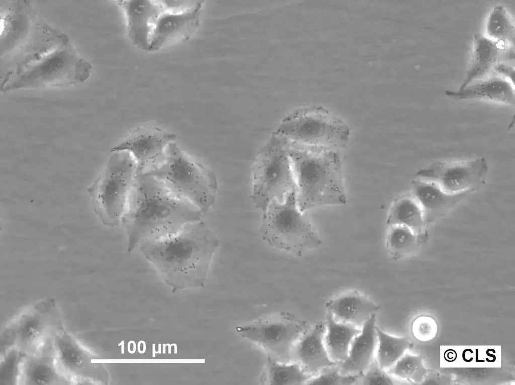 [GEN300673-MA] HK EGFP-H2B Cells