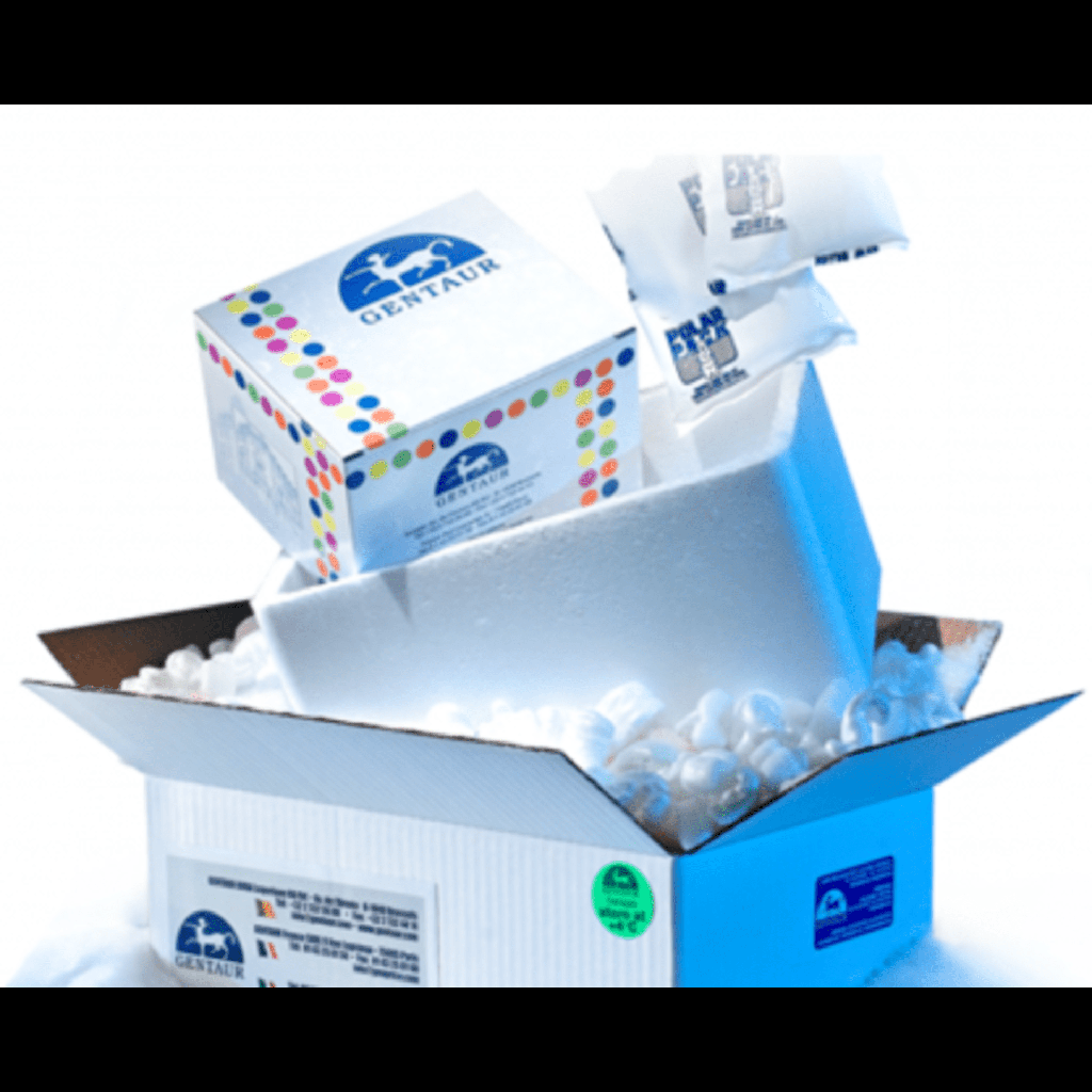 Mouse E12 embryo mounted at the center of the back side of the slides  side without frosting . Length of standard slides including the frosting area is 3inches. We will mount sections at the middle, around 1.5inch of the slide, 10 frozen slides